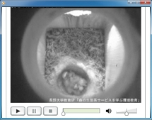 シジュウカラ巣箱カメラ：雛が孵る