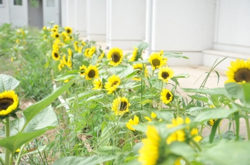 長野大学の中庭に咲いたひまわりの様子