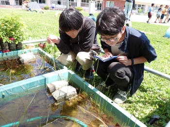 ビオトープの生き物調査