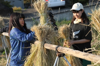 はぜに稲を掛ける学生たち